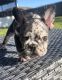French Bulldog Puppies for sale in Port St. Lucie, FL, USA. price: $2,500