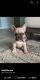 French Bulldog Puppies for sale in Melbourne, FL, USA. price: $2,600