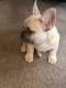 French Bulldog Puppies for sale in Anchorage, AK, USA. price: $3,800