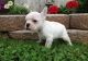 French Bulldog Puppies for sale in California City, CA, USA. price: $1,300