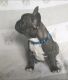 French Bulldog Puppies for sale in Myrtle Beach, SC, USA. price: $2,500
