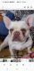 French Bulldog Puppies for sale in San Gabriel, CA, USA. price: NA