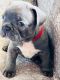 French Bulldog Puppies for sale in Cape Coral, FL, USA. price: NA