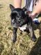 French Bulldog Puppies for sale in Hopkinsville, KY 42240, USA. price: $4,000