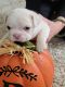 French Bulldog Puppies for sale in Morrisville, PA 19067, USA. price: NA
