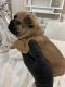 French Bulldog Puppies for sale in Fairburn, GA, USA. price: $300,000