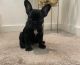 French Bulldog Puppies for sale in Alameda, CA, USA. price: $4,800