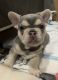 French Bulldog Puppies for sale in Ocala, FL, USA. price: $3,000