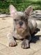 French Bulldog Puppies for sale in Inverness, FL, USA. price: NA