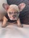 French Bulldog Puppies for sale in Kissimmee, FL, USA. price: $3,000