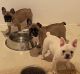 French Bulldog Puppies for sale in Fort Plain, NY, USA. price: NA