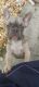 French Bulldog Puppies for sale in 4411 Coronado Pkwy, Cape Coral, FL 33904, USA. price: NA