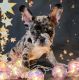 French Bulldog Puppies for sale in Mundelein, IL, USA. price: $22,002,800