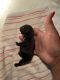 French Bulldog Puppies for sale in Baltimore, MD, USA. price: $4,500