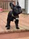 French Bulldog Puppies for sale in Culpeper, VA 22701, USA. price: $4,000