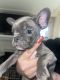 French Bulldog Puppies for sale in HILLTOP MALL, CA 94806, USA. price: NA