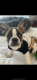 French Bulldog Puppies for sale in Dania Beach, FL, USA. price: NA