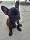 French Bulldog Puppies for sale in Reseda, Los Angeles, CA, USA. price: $3,700