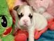 French Bulldog Puppies for sale in Hampstead, MD 21074, USA. price: NA