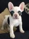 French Bulldog Puppies for sale in Elkhart, IN, USA. price: $600