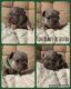 French Bulldog Puppies for sale in Spartanburg, SC, USA. price: $3,800