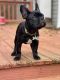 French Bulldog Puppies for sale in Culpeper, VA 22701, USA. price: $3,200