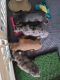 French Bulldog Puppies for sale in 166 Fairway St, Hayward, CA 94544, USA. price: $10,000