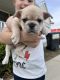 French Bulldog Puppies for sale in Cleveland, OH, USA. price: $2,500