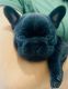 French Bulldog Puppies for sale in Palmview, TX 78574, USA. price: NA