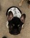 French Bulldog Puppies for sale in Yorktown, VA 23690, USA. price: NA