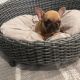 French Bulldog Puppies for sale in Ontario, CA 91764, USA. price: $2,500