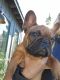 French Bulldog Puppies for sale in Bend, OR, USA. price: $4,500