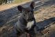 French Bulldog Puppies for sale in Caulfield, MO 65626, USA. price: $2,200