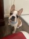 French Bulldog Puppies for sale in Tracy, CA, USA. price: $4,500