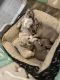 French Bulldog Puppies for sale in Kuna, ID, USA. price: $2,500