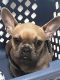French Bulldog Puppies for sale in North Highlands, CA, USA. price: NA