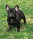 French Bulldog Puppies for sale in Main St, Springfield, OR, USA. price: NA