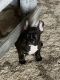 French Bulldog Puppies for sale in Nichols, SC 29581, USA. price: $3,000