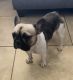 French Bulldog Puppies for sale in Oro Valley, AZ 85742, USA. price: $1,000
