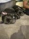 French Bulldog Puppies for sale in New Caney, TX 77357, USA. price: $1,500