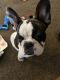 French Bulldog Puppies for sale in Jackson Township, NJ, USA. price: NA