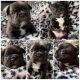 French Bulldog Puppies for sale in Kalispell, MT 59901, USA. price: $4,000