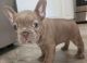 French Bulldog Puppies for sale in Brewster, NY 10509, USA. price: $5,000