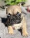 French Bulldog Puppies for sale in Atwater, CA 95301, USA. price: $1,500