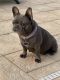 French Bulldog Puppies for sale in Wesley Chapel, FL 33544, USA. price: $7,500