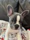 French Bulldog Puppies for sale in East Rockaway, NY, USA. price: NA