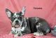 French Bulldog Puppies for sale in Danville, OH 43014, USA. price: $1,500