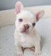 French Bulldog Puppies for sale in Fayetteville, NC, USA. price: $650