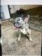 French Bulldog Puppies for sale in Lithonia, GA 30058, USA. price: $2,000