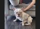 French Bulldog Puppies for sale in Atlanta, GA 30305, USA. price: $5,000